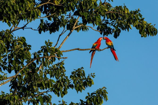 wild-macaws-tours-in-punta-islita-from-playa-samara