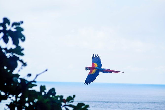 wild-macaws-tours-in-punta-islita-from-playa-samara
