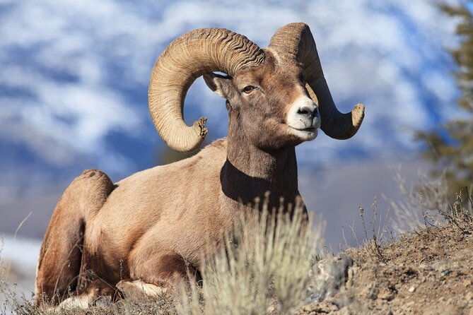 wild-mustang-half-day-tour-cody-wyoming-private