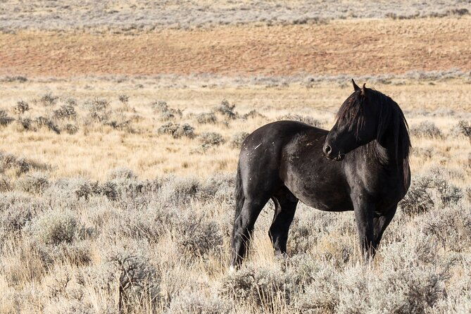 wild-mustang-half-day-tour-cody-wyoming-private