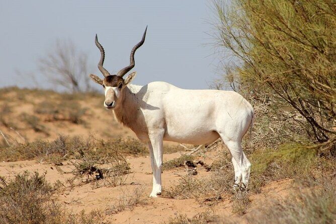 Wild National Park & Sahara Desert including Couscous & Tajine - Practical Details & What to Expect