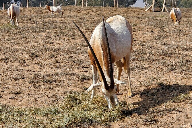 Wild National Park & Sahara Desert including Couscous & Tajine - The Sum Up