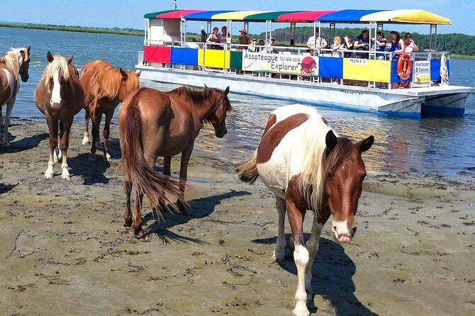wild-pony-watching-boat-tour-from-chincoteague-to-assateague