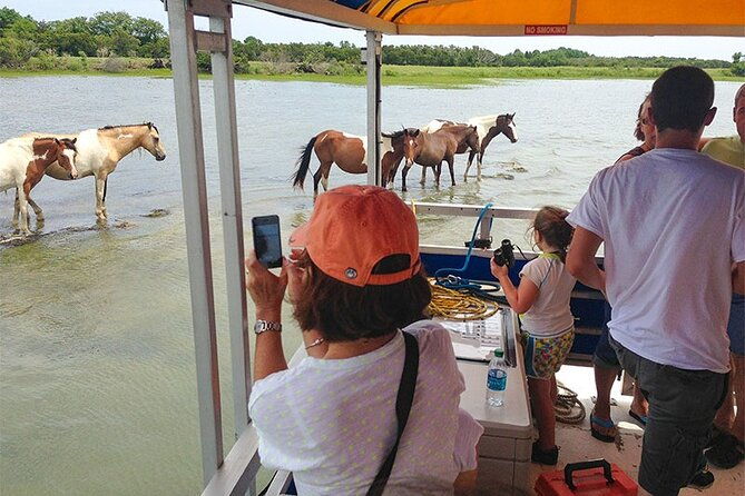 wild-pony-watching-boat-tour-from-chincoteague-to-assateague