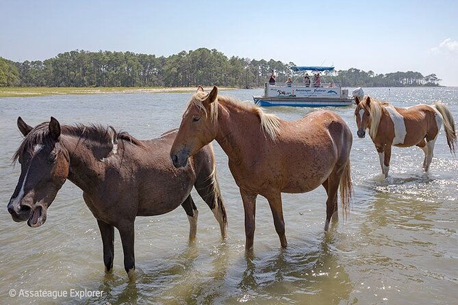 wild-pony-watching-boat-tour-from-chincoteague-to-assateague