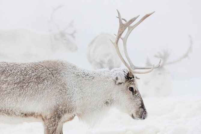 wild-reindeers-safari-lunch-in-glass-igloo-private-service