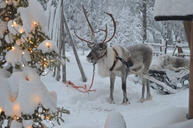 wild-reindeers-safari-lunch-in-glass-igloo-private-service