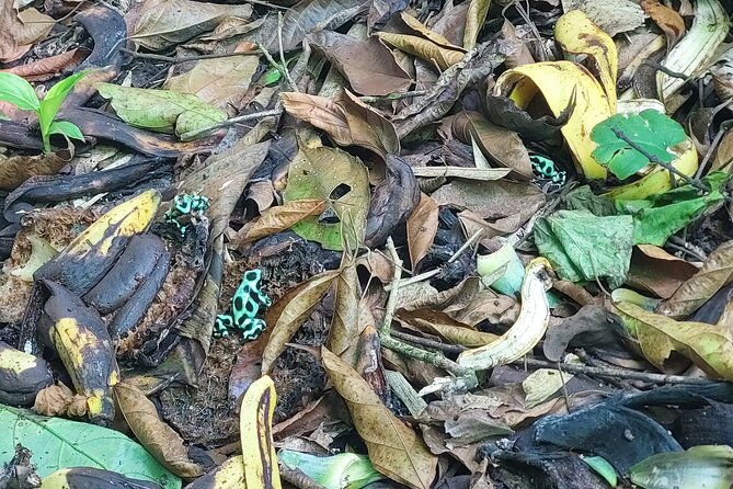 wild-sweet-and-refreshing-a-tour-of-cahuita-bri-bri-and-ma-cu