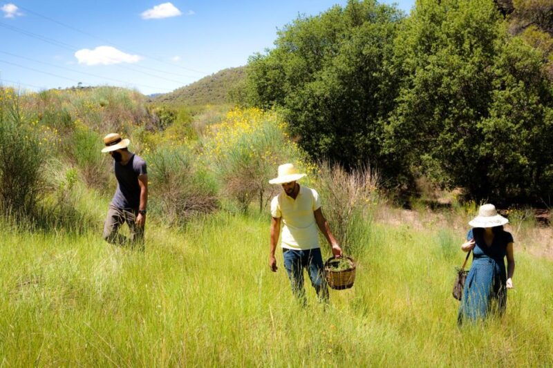 wild-walk-discover-the-local-wild-flora