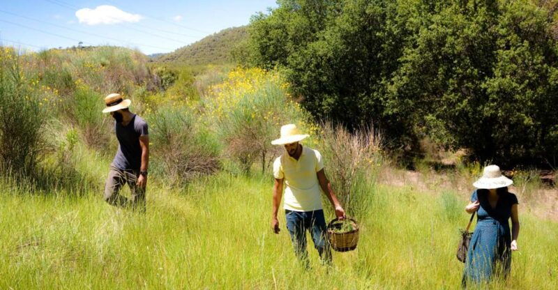 wild-walk-discover-the-local-wild-flora