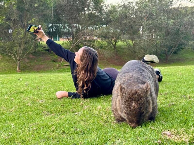 WILD Wombats and Kangaroo Experience, All Inclusive, Sydney - Practical Details and Value