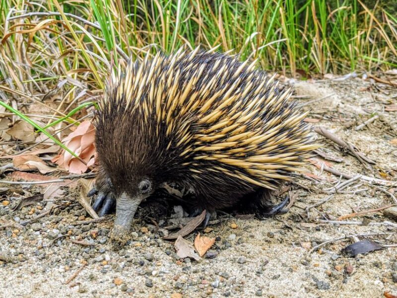 WILD Wombats and Kangaroo Experience, All Inclusive, Sydney - The Sum Up