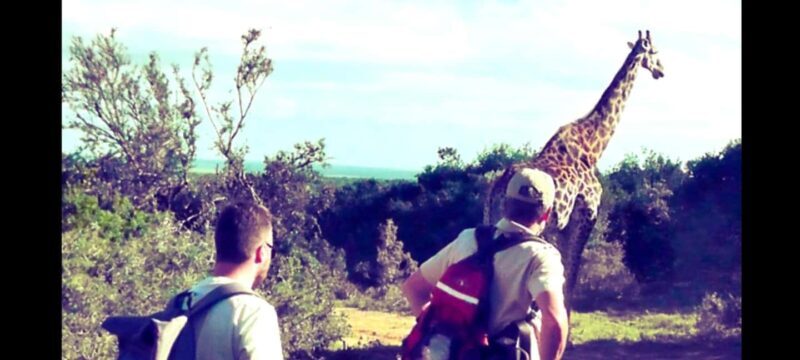 Wild Wonders: Giraffe Encounter & Schotia Safaris Tour - Key Points