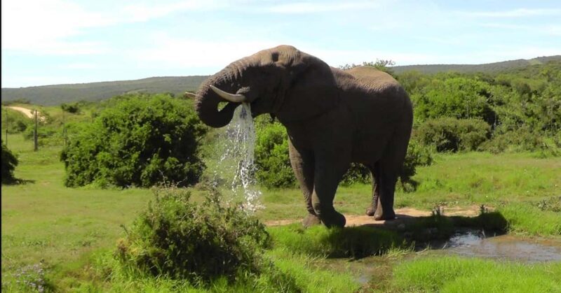 Wild Wonders: Giraffe Encounter & Schotia Safaris Tour - The Giraffe Walk: A Closer Look
