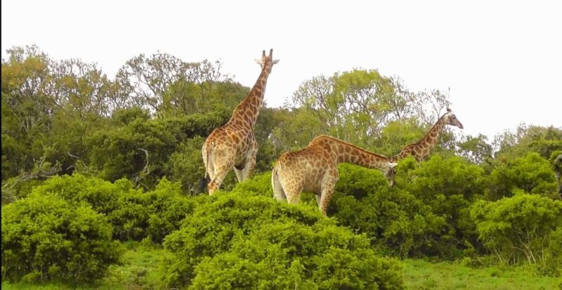 Wild Wonders: Giraffe Encounter & Schotia Safaris Tour - Practicalities and Value