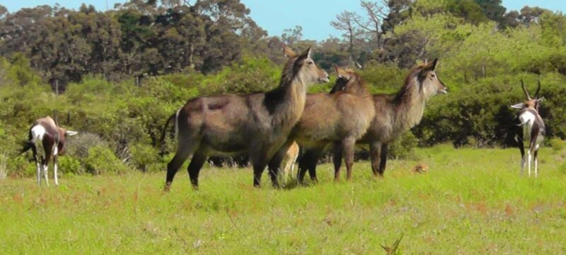 Wild Wonders: Giraffe Encounter & Schotia Safaris Tour - Why This Tour is a Great Pick