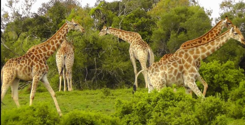 Wild Wonders: Giraffe Encounter & Schotia Safaris Tour - FAQ