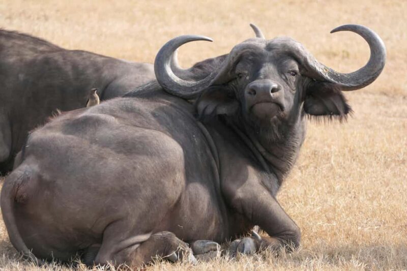 Wild Wonders of Maasai Mara  3-Day Safari - Key Points