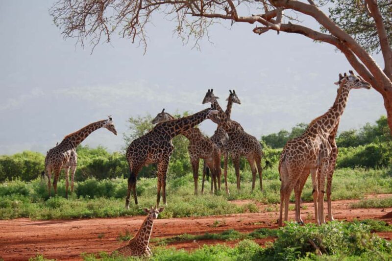 Wild Wonders of Maasai Mara  3-Day Safari - What to Expect from Your Safari Experience