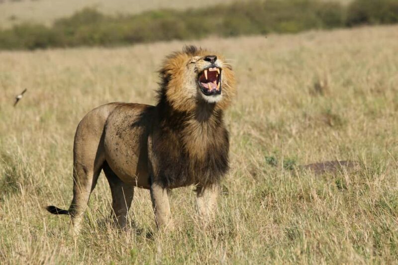 Wild Wonders of Maasai Mara  3-Day Safari - Practical Tips and Considerations