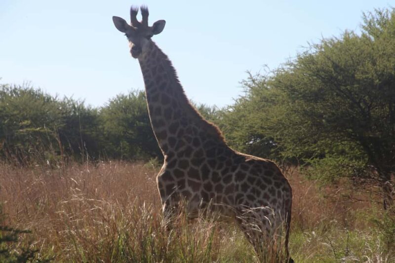 Wild Wonders of Maasai Mara  3-Day Safari - Pricing Analysis and Value