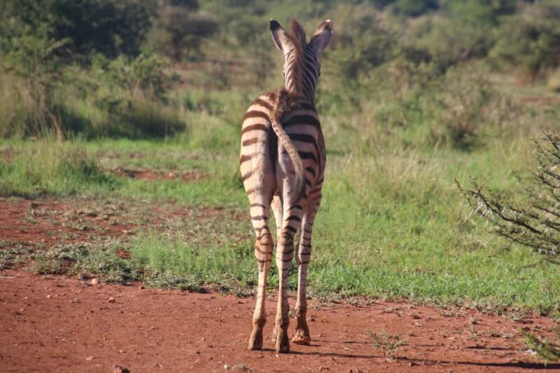 Wild Wonders of Maasai Mara  3-Day Safari - Frequently Asked Questions