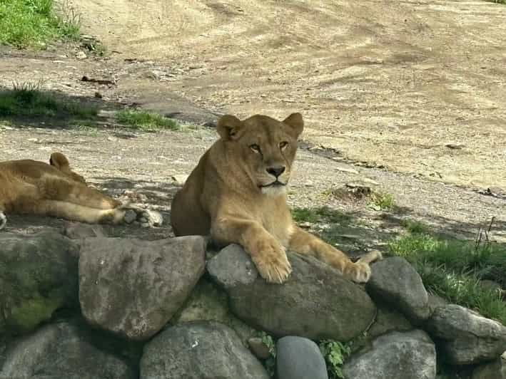 wild-yufuin-a-day-of-lakes-zoos-and-wonders-in-kyushu