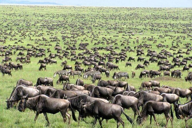 Wildebeest Migration in Masai Mara and Sightseeing 4 Days Tour - Why This Tour Offers Good Value