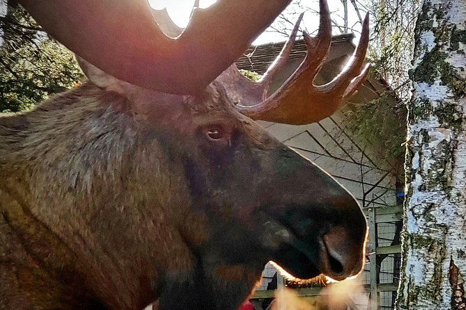wilderness-wildlife-glacier-experience-from-anchorage