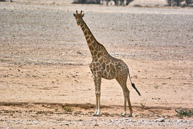 Wildlife and Landscape Tour- full-day (7hours) from Walvis Bay - Key Points