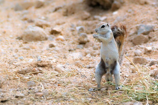 Wildlife and Landscape Tour- full-day (7hours) from Walvis Bay - The Sum Up: Who Should Consider This Tour?