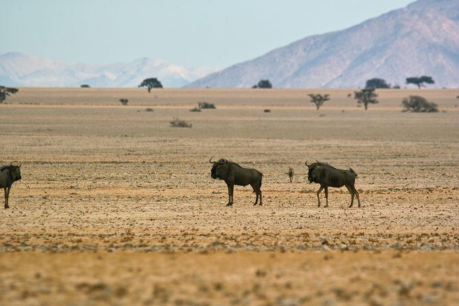 Wildlife and Landscape Tour- full-day (7hours) from Walvis Bay - FAQ