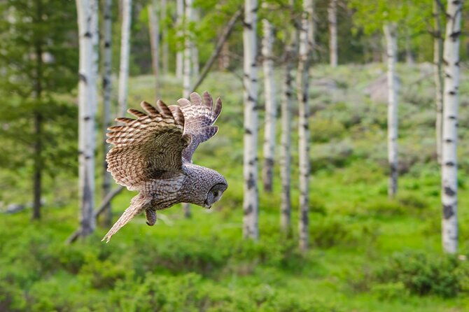 wildlife-and-waterfalls