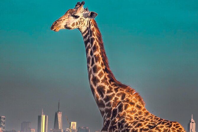 Wildlife Capital: Half-Day Safari at Nairobi National Park - Introduction