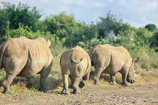 Wildlife Capital: Half-Day Safari at Nairobi National Park - Key Points