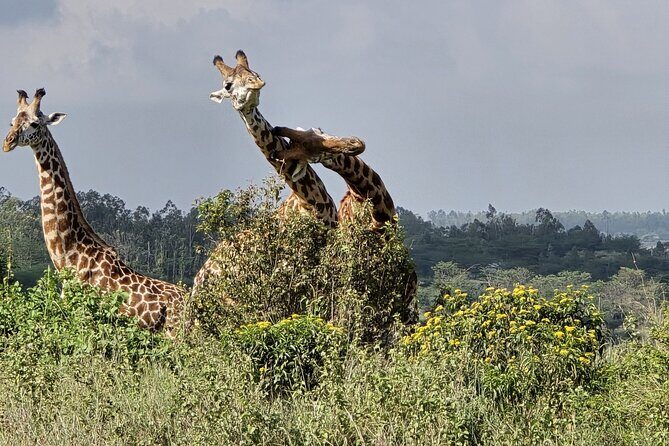 Wildlife Capital: Half-Day Safari at Nairobi National Park - The Sum Up