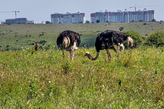 Wildlife Capital: Half-Day Safari at Nairobi National Park - FAQ