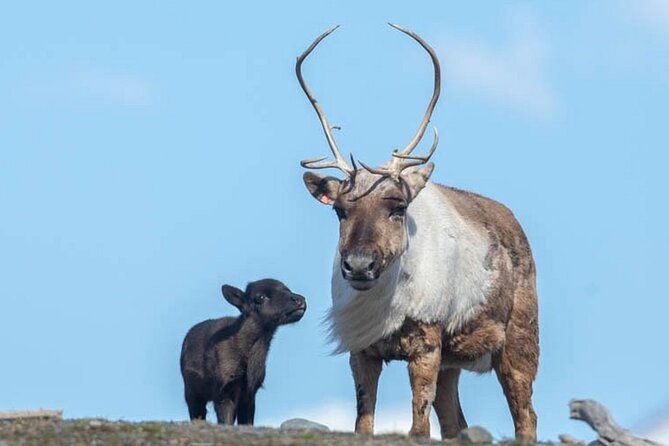 wildlife-center-with-lunch-local-beer-sampling-wintersummer