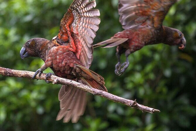 Wildlife Centre Experience - Wildlife Centre Experience: A Detailed Review