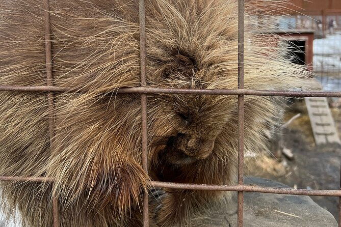 wildlife-conservation-center-and-portage-glacier-lake-viewing