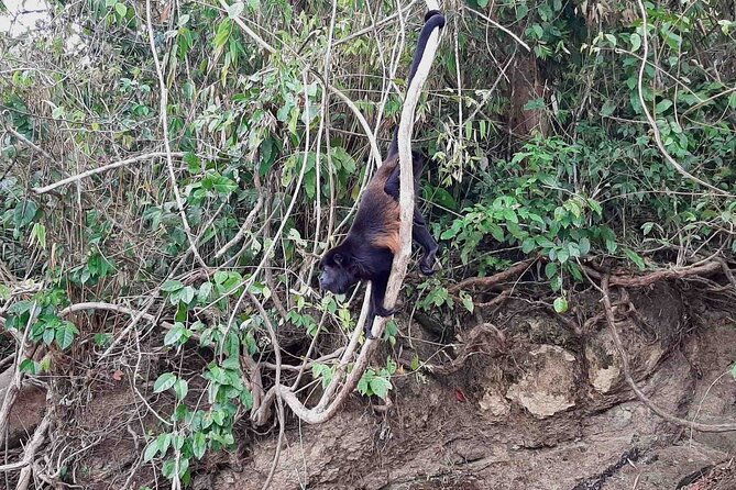 wildlife-experience-in-the-panama-canal-along-the-gatun-lake