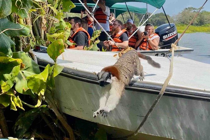 wildlife-experience-in-the-panama-canal-along-the-gatun-lake