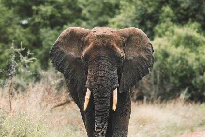 Wildlife Extravaganza: Manyara, Tarangire & Ngorongoro in 3 Days - Key Points
