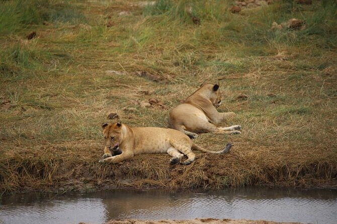 Wildlife Extravaganza: Manyara, Tarangire & Ngorongoro in 3 Days - The Itinerary in Detail