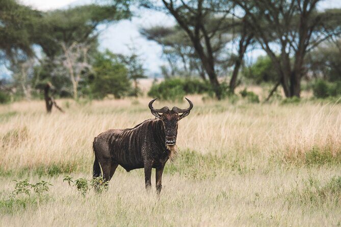 Wildlife Extravaganza: Manyara, Tarangire & Ngorongoro in 3 Days - Expert Guides and Authentic Encounters