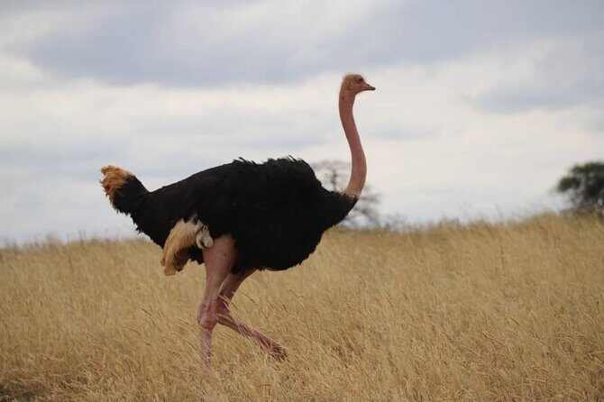 Wildlife Extravaganza: Manyara, Tarangire & Ngorongoro in 3 Days - Final Thoughts: Is This Tour for You?