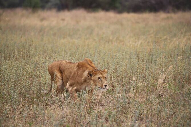 Wildlife Extravaganza: Manyara, Tarangire & Ngorongoro in 3 Days - FAQs