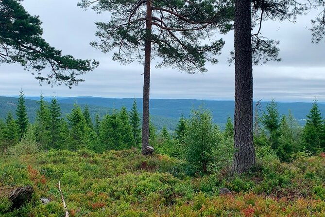 wildlife-forest-hike