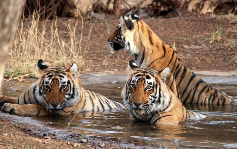 Wildlife & Heritage: Double Safari with Jaipur from Delhi - Wildlife & Heritage: Double Safari with Jaipur from Delhi
