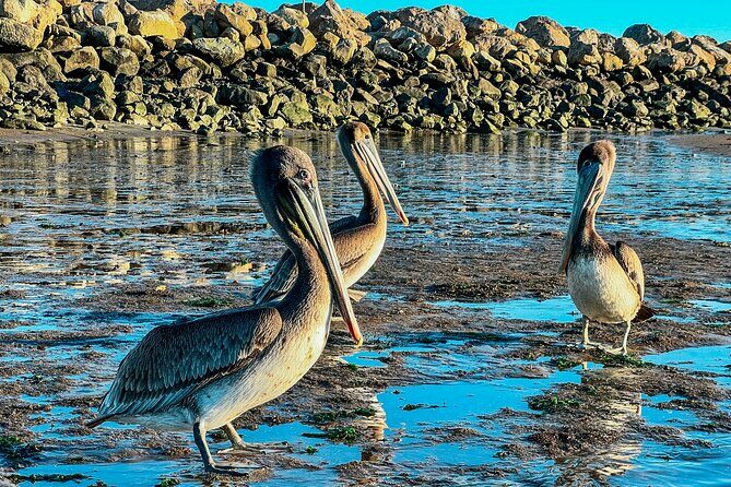 Wildlife Kayak Tour in Santa Barbara Harbor (2 Hours) - FAQ